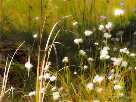 Cotton Grass Flickr Photo Sharing Canaan Valley Dandelion Grass