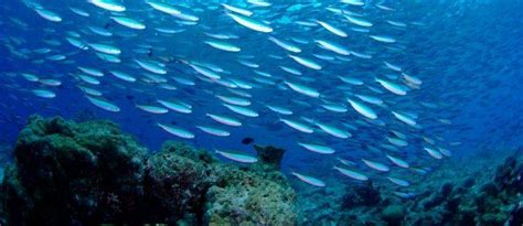 Climate Change How It Is Forcing Mass Fish Migration Cleaner Seas