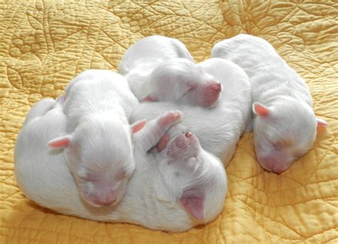 Cute Coton De Tulear New Born Puppies Hd Wallpaper