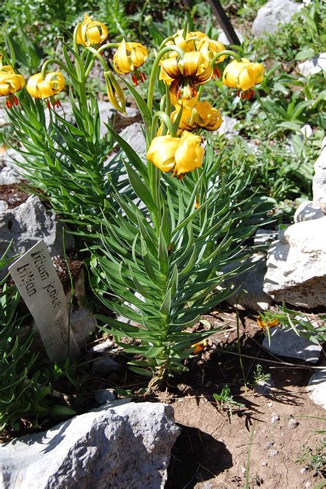 Lilium Bosniacum Wikimedia Commons