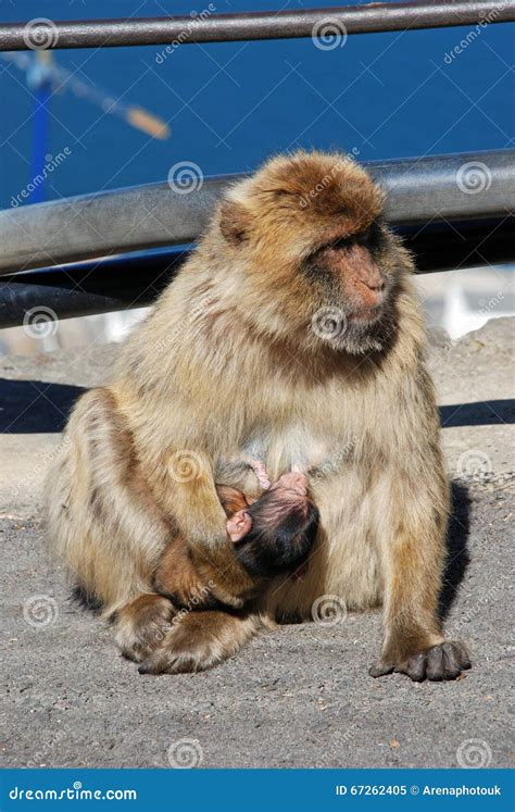 Barbary Ape With Baby Gibraltar Stock Image Image Of Animal Sunny