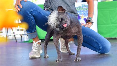 Worlds Ugliest Dog Mr Happy Face A Chihuahua Mix With A Mohawk