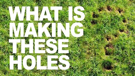 What’s Making Holes In My Lawn En General