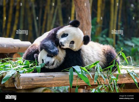 Two Cute Giant Pandas Playing Together Stock Photo Alamy