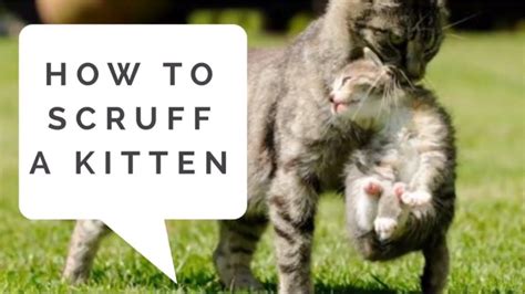 How To Scruff A Kitten Youtube