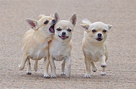 All Breeds Of Small Dogs High Quality Photos