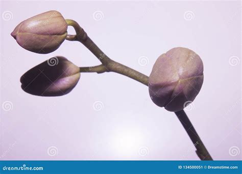 Delicate Pink Orchid Flower Buds That Have Not Yet Blossomed Stock