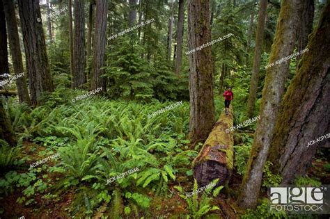 A Young Female Trail Running Amongst Giant Cedars In Cathedral Grove
