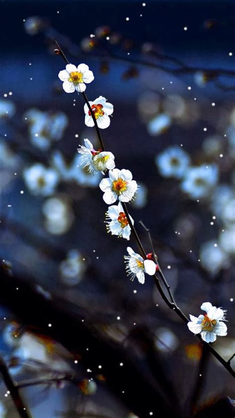 Free Download Japanese Floral Wallpaper Plum Blossom Kingdom Home