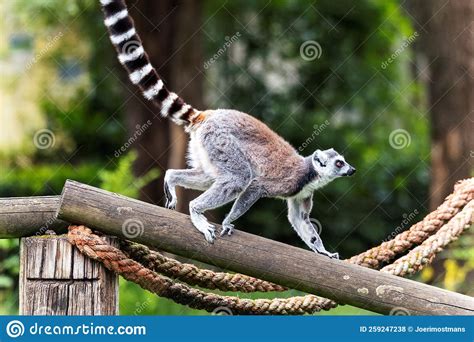 A Portrait Of A Ring Tailed Lemur Or Maki Walking Across A Wooden Beam