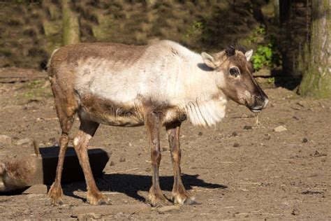 Female Reindeer Raner Tarandus With Growing Antlers Stock Photo