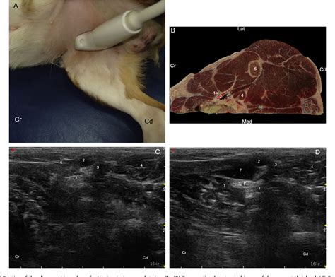Ultrasound Guided Block Of The Sciatic And Femoral Nerves In Dogs A