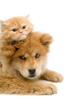 No need to register, buy now! 20 best Cute Kittens and Puppies together! images on ...