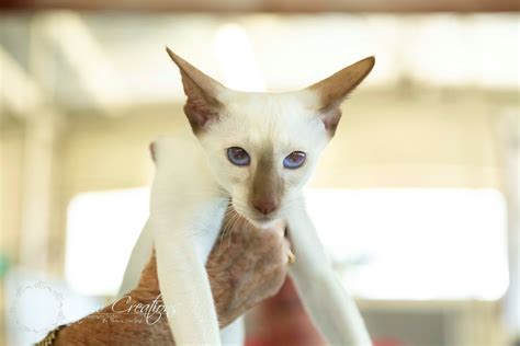 Siamhappy Cattery Siamese Cat Breeder Perth Western Australia