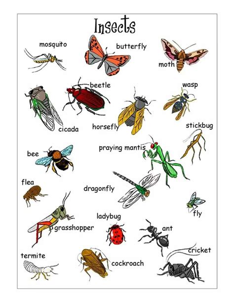 An Insect Poster With Different Types Of Insects