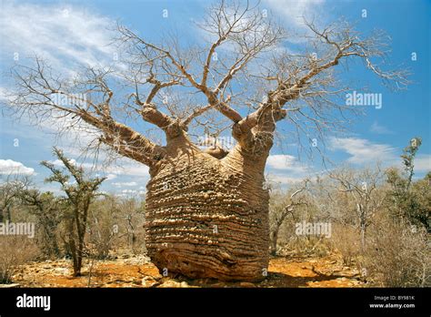 Grandmother Baobab A Giant Baobab Tree In Tsimanampesotse National