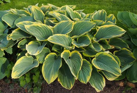 A Wonderful Garden Idea Of Bringing In Some Hosta Plants Dig It Right