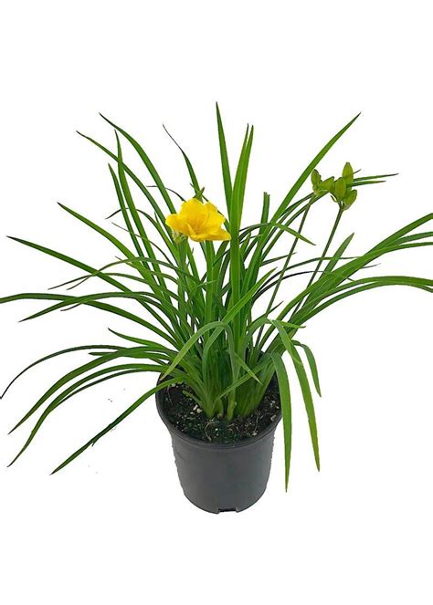 Hemerocallis Stella De Oro 1 Gal The Garden Corner