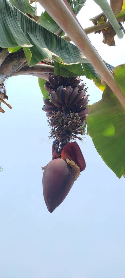 Rare Red Banana On Tree Stock Image Image Of Flower 245951237