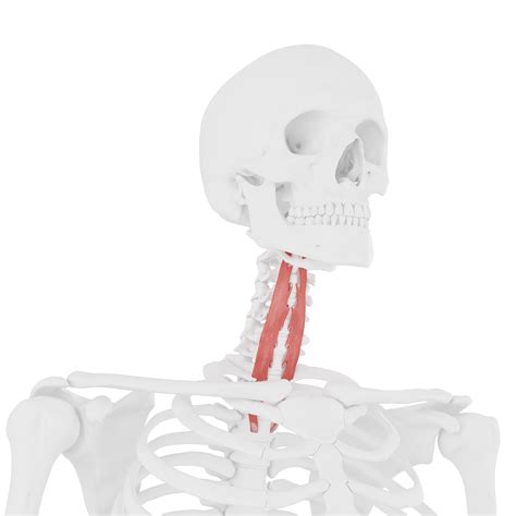 Your Neck Has A “core” Too What Is The Longus Colli — Corpo Kinetic