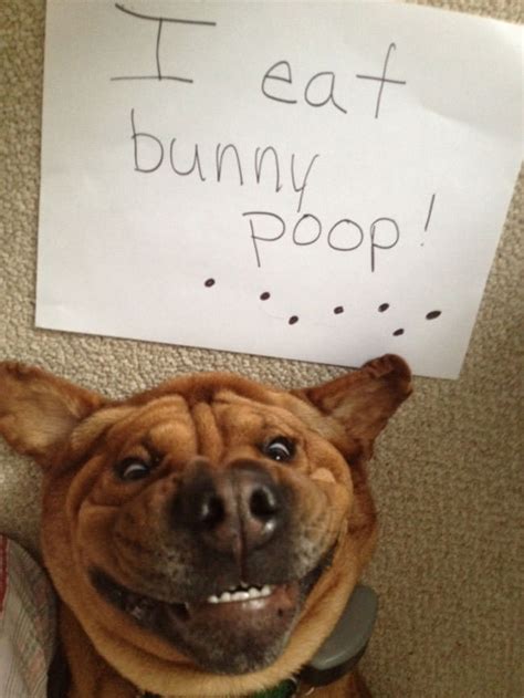 naughtiest dogs youll laugh   learn