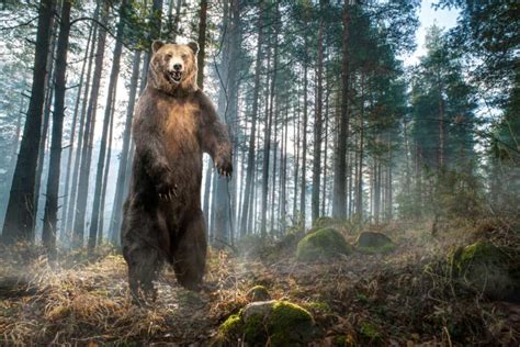 Silverback Gorillas Vs Grizzly Bears Who Would Win In A Fight A Z