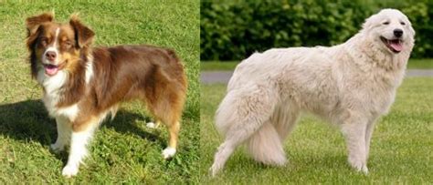 Miniature Australian Shepherd Vs Maremma Sheepdog Breed Comparison
