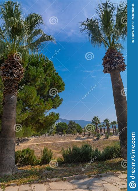 Nature Of One Of The Subtropical Countries Stock Photo Image Of Palm