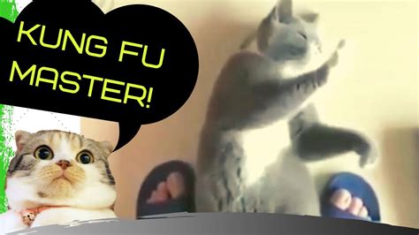 😂 Cat Learns Kung Fu Funny Videos Youtube