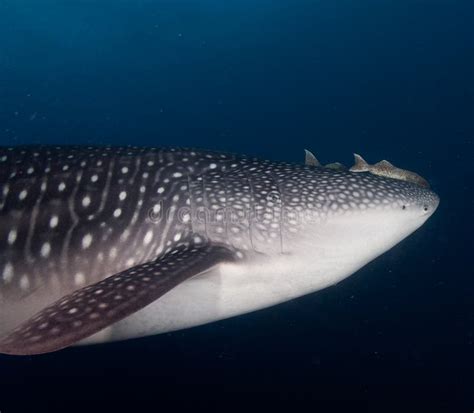 Whale Shark Underwater Stock Photo Image Of Clear Dive 65375602