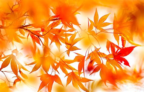 Wallpaper Autumn Leaves Branches Nature Bright Blur Red Orange