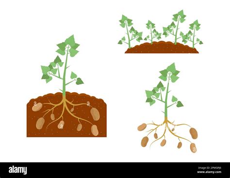 Potato Plant And Potato Plant Under The Ground Stock Vector Image And Art