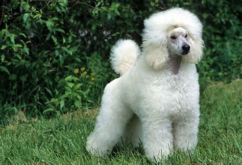 Different Types Of Poodle Dog Breed Information Pictures