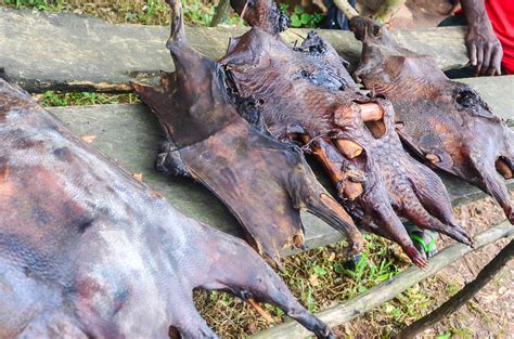 We did not find results for: Bush meat in Nigeria | Taken on 30 October 2013 in Nigeria ...