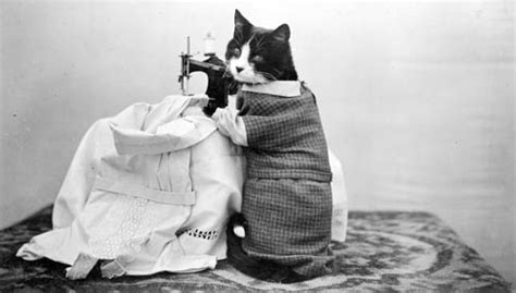 Cat With Sewing Machine Flickr Photo Sharing