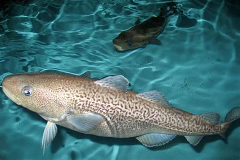 Young Fish Provide Clues To Future Pacific Cod Stock Size Post 1