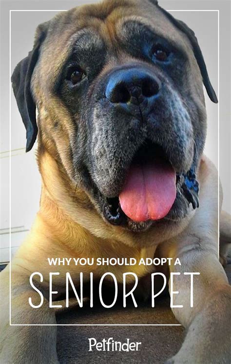 Senior Pets Are Among The Last To Be Adopted From Shelter And Rescue