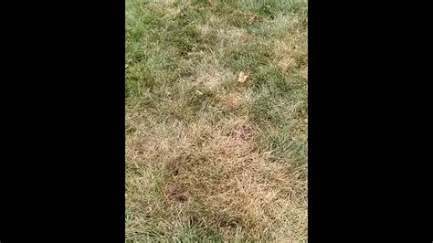 How To Check For Grub Worm Damage In A Lawn Youtube