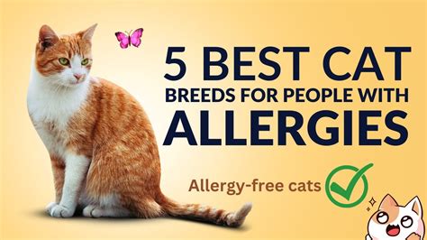 5 Best Cat Breeds For Allergies Hypoallergenic Cats For Allergy