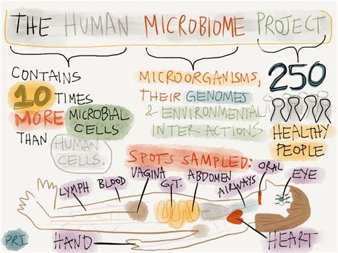 Découvrez Le Projet Sur Le Microbiome Humain En Infographie Gut