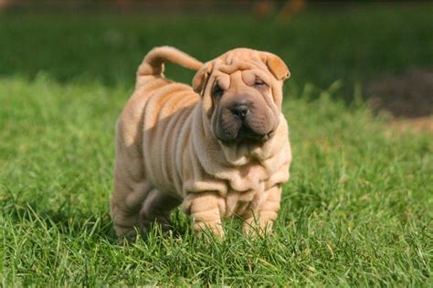 18 Chinese Shar Pei Colors The Decision Will Be A Hard One