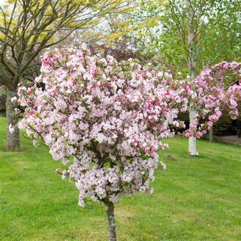 Malus Coralburst Frank P Matthews