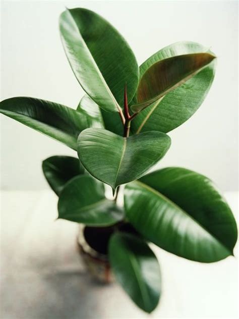 Rubber Plant 27 Awesome Indoor Houseplants To Brighten Up Your
