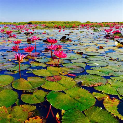 Red Lotus Lake Chiang Haeo 2022 Alles Wat U Moet Weten Voordat Je