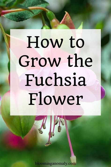 How To Grow The Fuchsia Flower Fuchsia Plant Fuchsia Flower Fuchsia