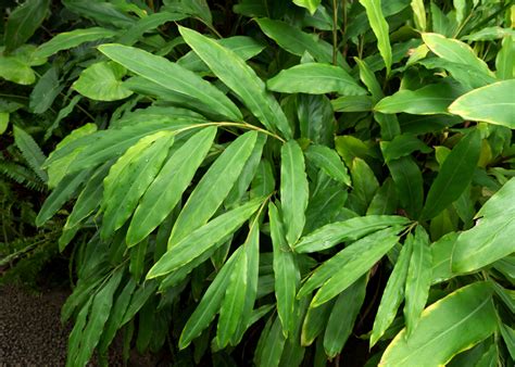 How To Grow Cardamom A Guide To Growing An Exotic Spice