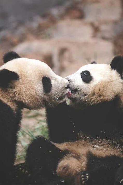 Pin By Dot Ohara On Panda Animals Kissing Panda Love Panda