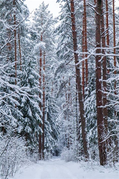 Beautiful Winter Forest With Snow Trees Vertical Image In Blue Tone