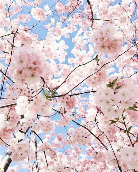 pinterest | shizerkei | Pastel pink aesthetic, Flower aesthetic, Spring