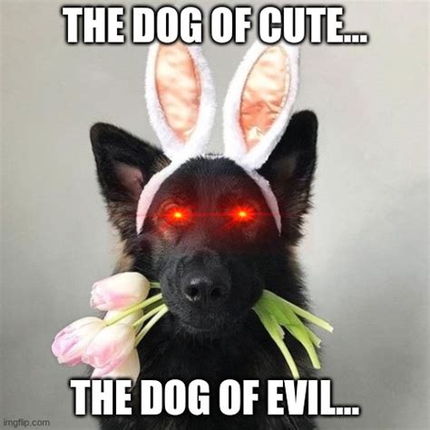 Cute Evil Dog Imgflip